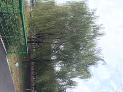 iphone_upload_pic-白塘生态植物园