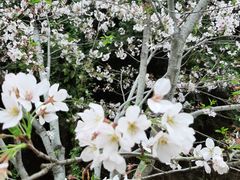 -绵阳盛世樱花悠乐谷