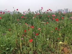 -白鹭湾湿地公园