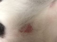 -瑞派旺宝宠物医院·犬猫全科综合·尿道专科(莲兴院)