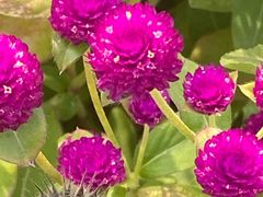 -花开海上生态园