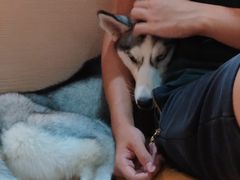 -Husky Go! 哈士奇体验馆·宠物咖啡厅狗咖
