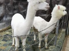 -上海大自然野生昆虫馆(东方明珠·爬宠昆虫探索中心)