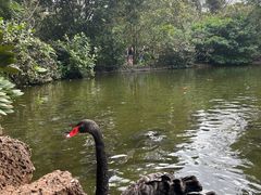 -海南热带野生动植物园