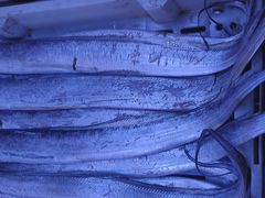 海鱼-生鲜便民超市(蚌埠店)