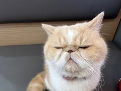 -喵园·猫主题咖啡厅·撸猫·猫咖(国贸店)