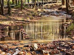 -五营红松林海景区