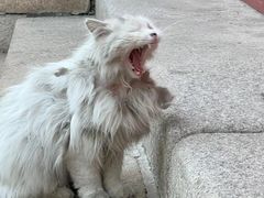-萌兽医馆·犬猫专科·眼科中心·宠物医院(朝阳门分院)
