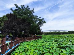 -荷塘月色湿地公园·向阳花洲