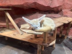 -Zoolung Zoolung动物主题公园(海信广场店)