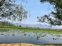 -野鸭湖国家湿地公园