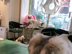 -喵喵咪呀布偶猫咖(春熙路店)