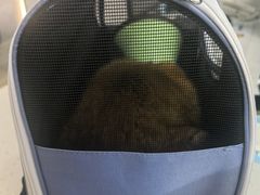 -贝利宠物医院·骨科·眼科·肿瘤转诊中心(南坪诊疗中心)