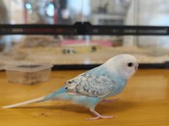 -吉丁鸟咖·异宠·寄养