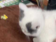 -瑞鹏·疫苗·绝育·宠物医院(金沙洲店)