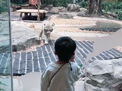 -白虎自助餐厅·真老虎·景观自助餐厅(广州长隆酒店)