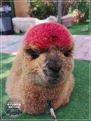 -萌宠亲子动物乐园(槐房万达店)