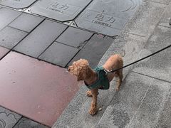 -汪喵宠物医院·骨科心脏影像·犬猫急重症ICU诊疗中心(成华分院)