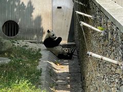-卧龙中华大熊猫苑神树坪基地