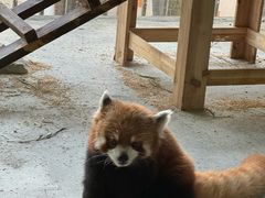 -绿色星球动物主题公园