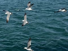 -大连金石滩滨海国家地质公园
