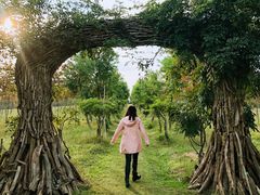 -上海海湾国家森林公园