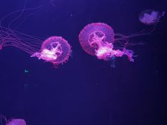 -波塞冬海底世界
