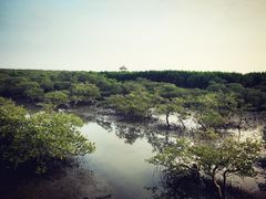 -北海金海湾红树林生态旅游区