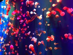 -成都浩海立方海洋公园