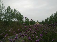 android_upload_pic-紫颐香薰山谷景区