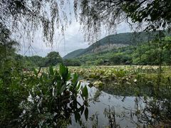 -金钉子远古世界景区
