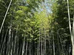 -树山生态村