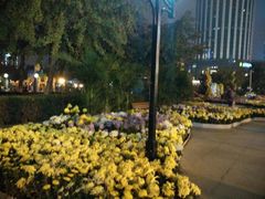 android_upload_pic-西北湖绿化广场