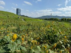 -光明小镇欢乐田园