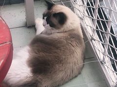 -喵屿·大理花园猫咖