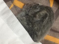 -联合动物医院(光谷诊疗中心)