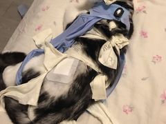 -纳吉亚猫专科动物医院·北北分院