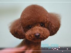 泰迪-可爱是宠物(容辰庄园店)