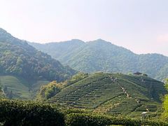 -龙坞茶村