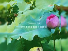 -陈家山荷花公园