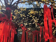 -东山风景区(洞庭东山)