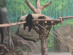 -灵玲国际马戏城