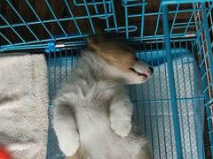 -翊宠yipet猫狗购宠庄园犬舍•猫舍