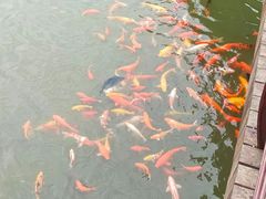 -南湾湖