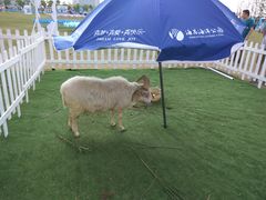 -南汇嘴观海公园