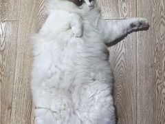 -白兔子密室(长寿路店)