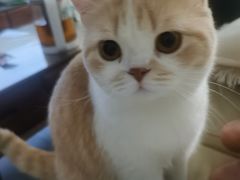 -米苏动物医院·犬猫专科·骨科外科内窥镜