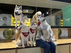 -Husky Go! 哈士奇体验馆·宠物咖啡厅狗咖