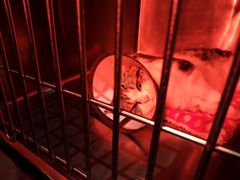 -御宝贝·A梦猫科宠物医院(国际猫友好医院)