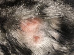 -Pets First伊珊娜洗护·精致美容·家庭式寄养(新会路店)